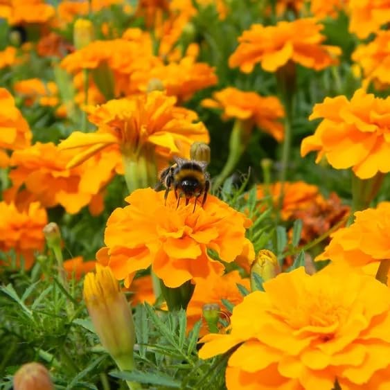 Premium Marigold Mix Seeds (1000 Count) – Hardy Annual Flower Seeds, Long