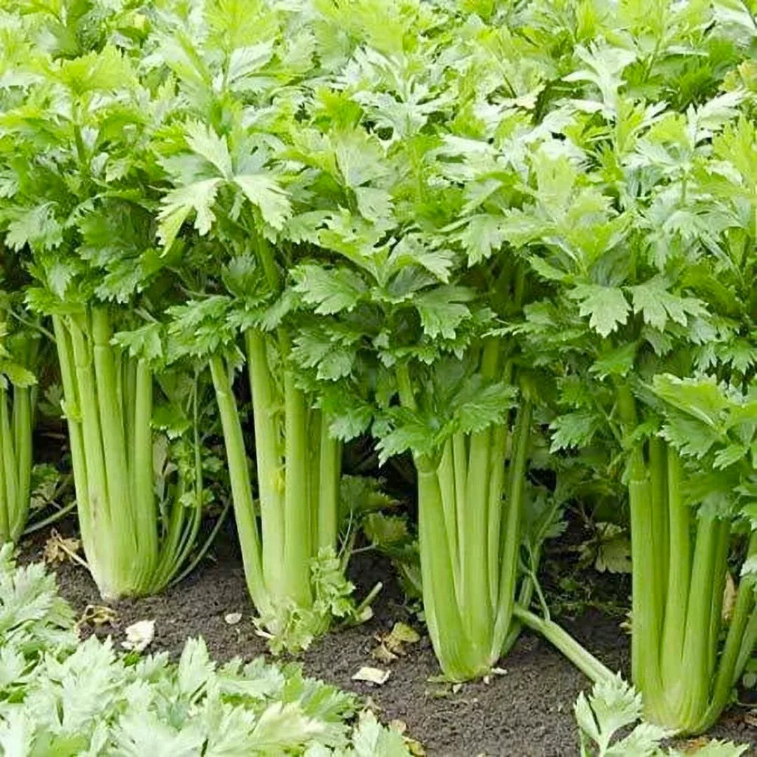 Golden Pascal Celery Seeds, Stringless, Winter King, NON-GMO, FREE SHIPPING