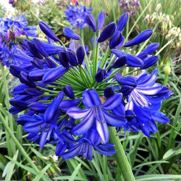 25 Dwarf Blue Lily of The Nile Flower Seeds Agapanthus “Peter Pan” House Plant