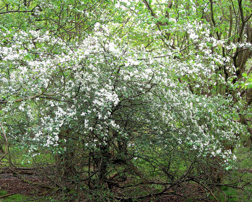 English Hawthorn, Crataegus laevigata, Tree Seeds