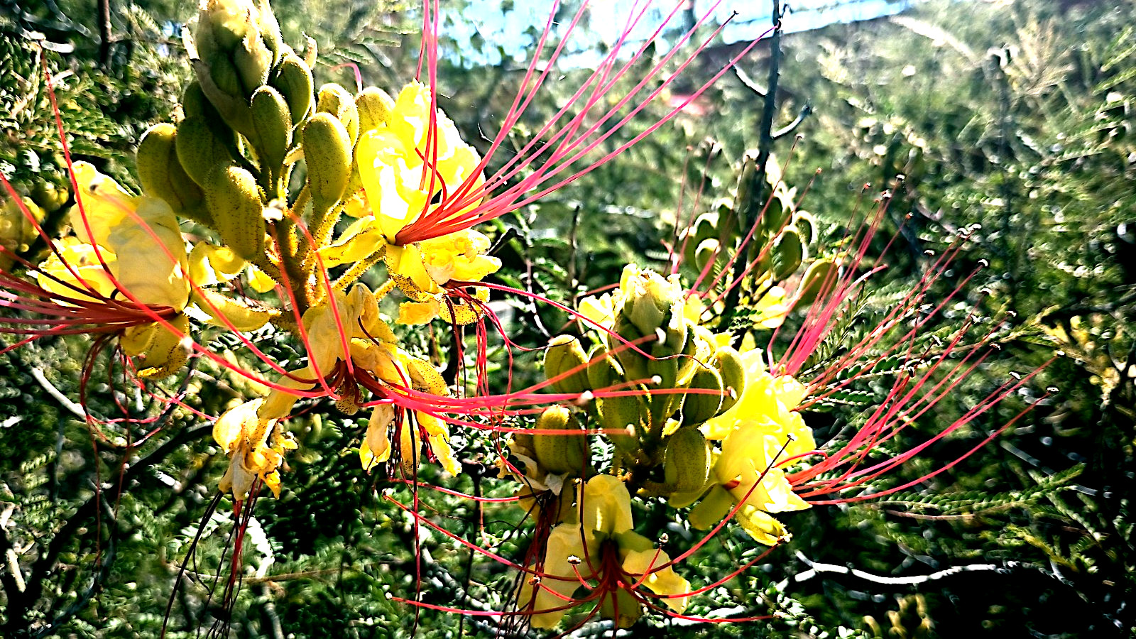 MEXICAN DESERT YELLOW BIRD OF PARADISE SHRUB FLOWER TREE SEEDS (C. Gilliesii)