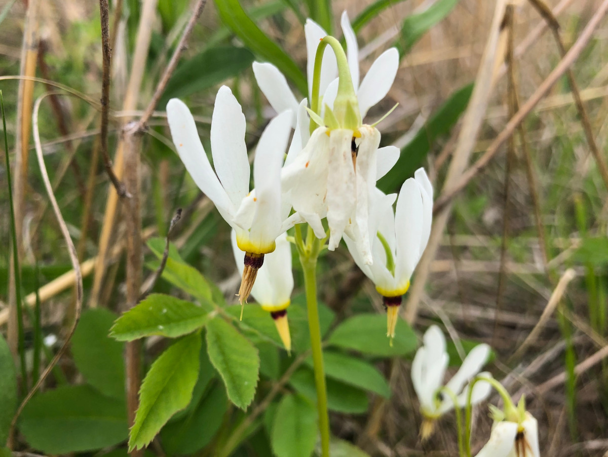 Shooting Star – Perennial – 5 Bulbs/Roots for Planting – No Shipping AK, HI, PR