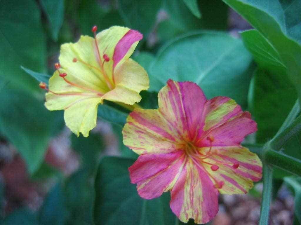 Four O’Clock Marvel of Peru Flower Seeds ,”COOL BEANS N SPROUTS” Brand.