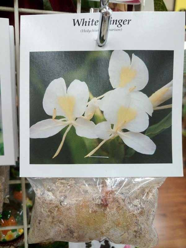 HAWAIIAN WHITE GINGER HEDYCHIUM CORONARIUM STARTER PLANT ROOT – 1 ROOT PER PACK