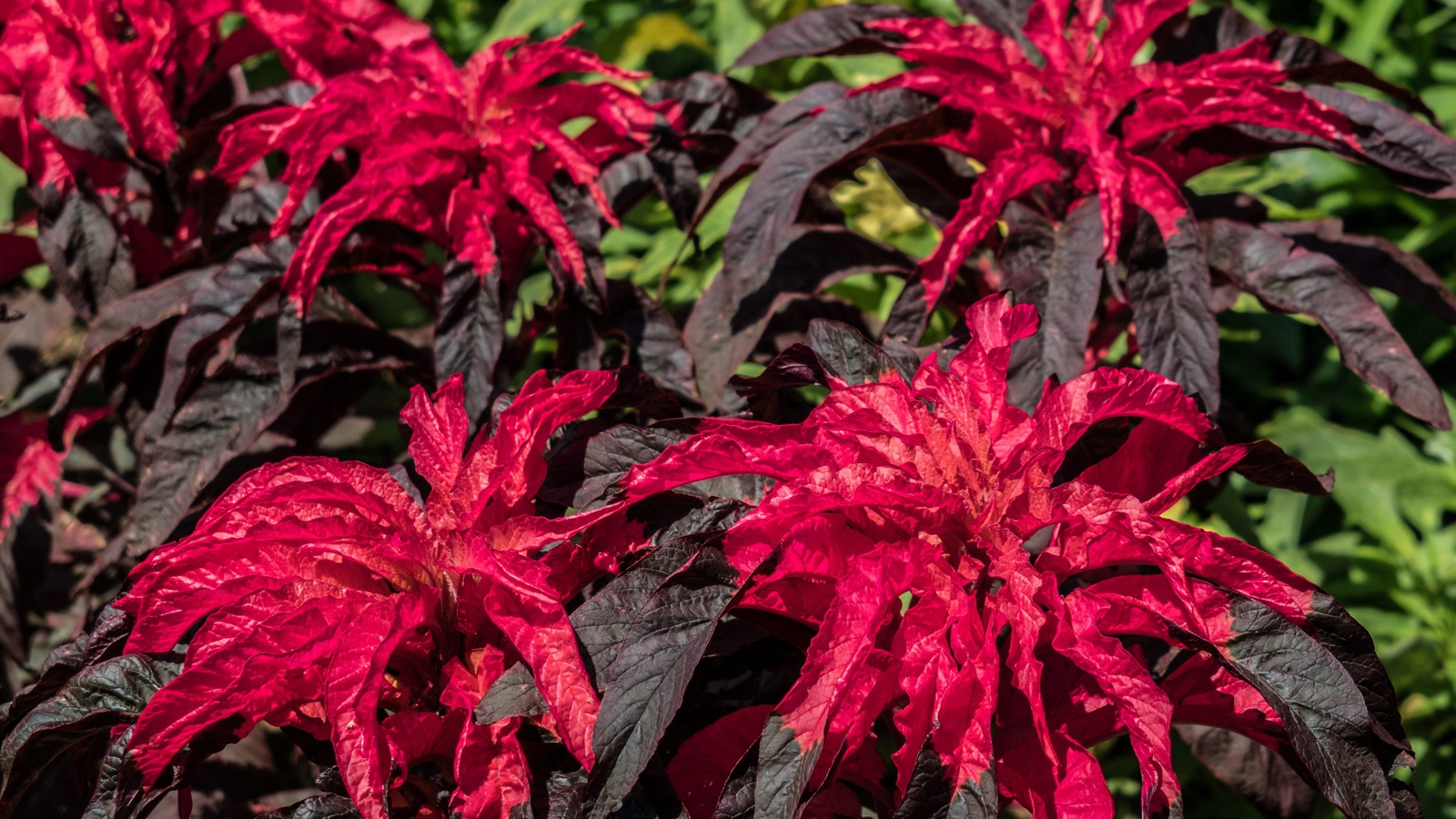 200 AMARANTHUS MOLTEN FIRE Amaranthus Gangeticus Flower Seeds