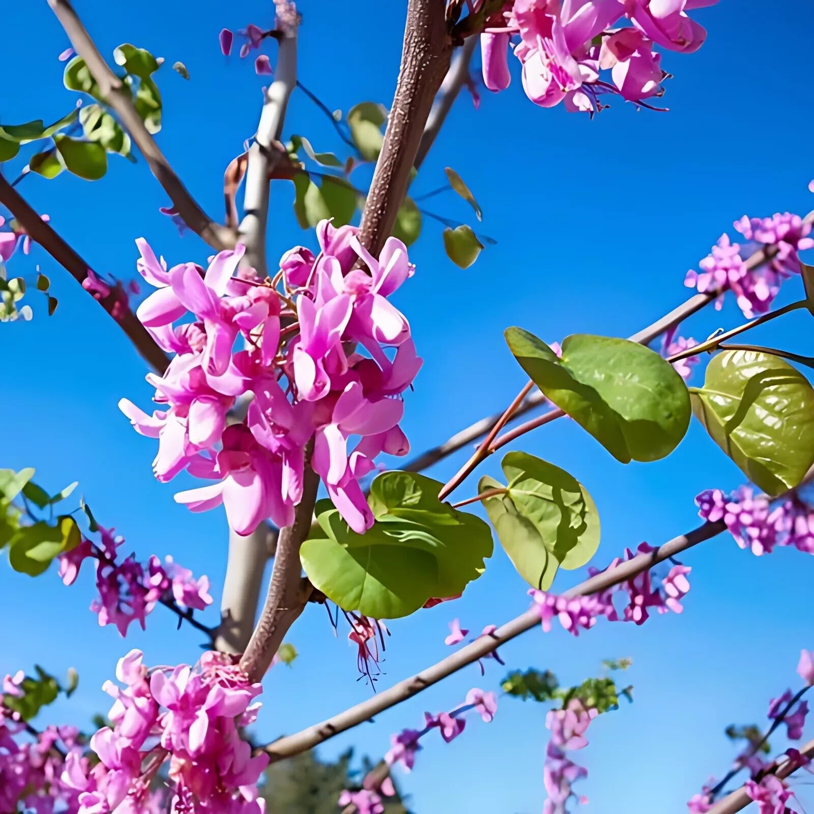 Eastern Redbud Tree Seeds ⏳Free Fast Shipping ⏳ US Seller🎄 Quantity – 30 Seeds