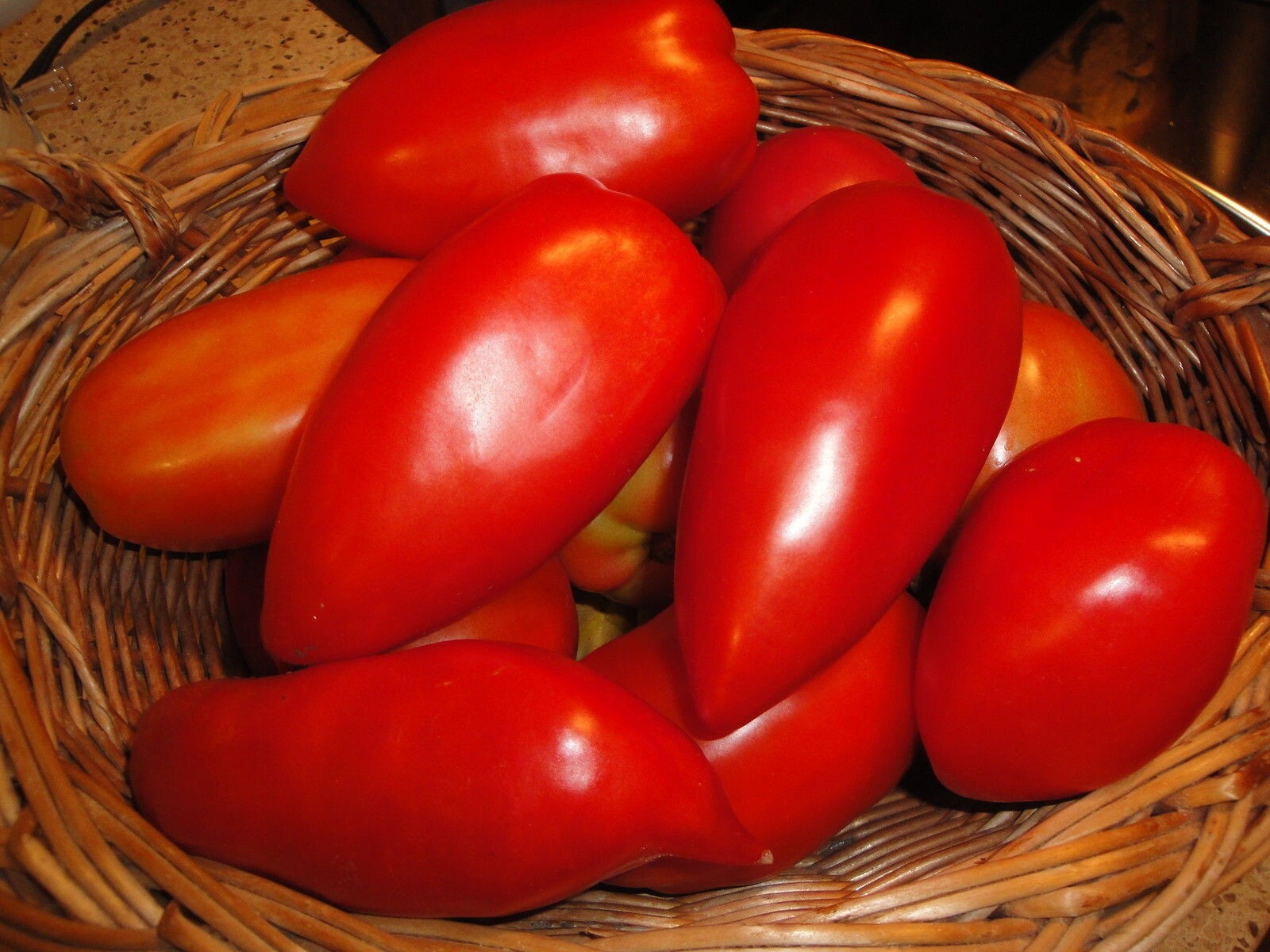 Red Tomato Opalka Polish Heirloom 25 seeds Non-GMO Organic from 2023