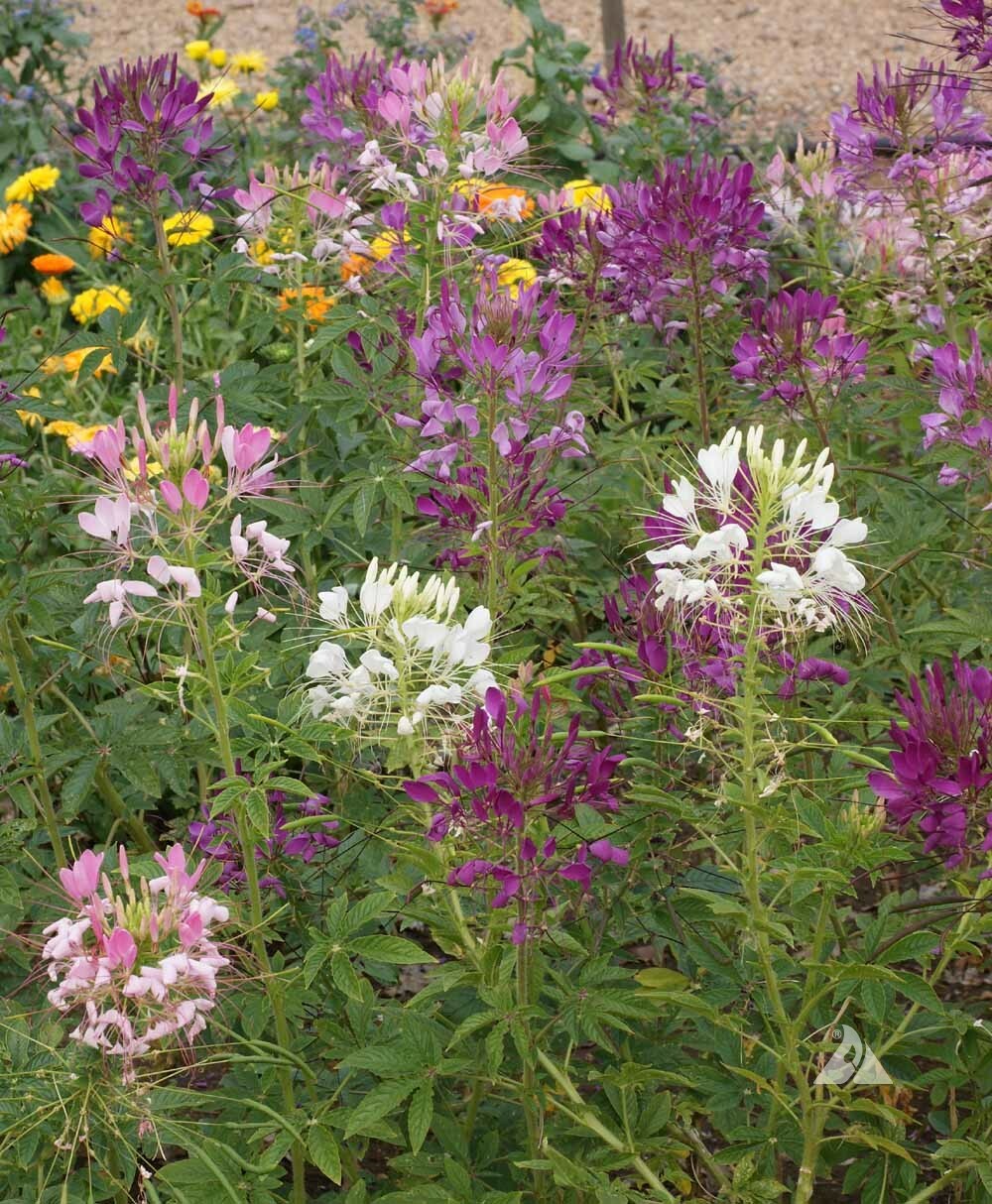 Cleome MIXED COLORS Spider Plant FALL PLANTING Pollinators USA Non-GMO 200 Seeds