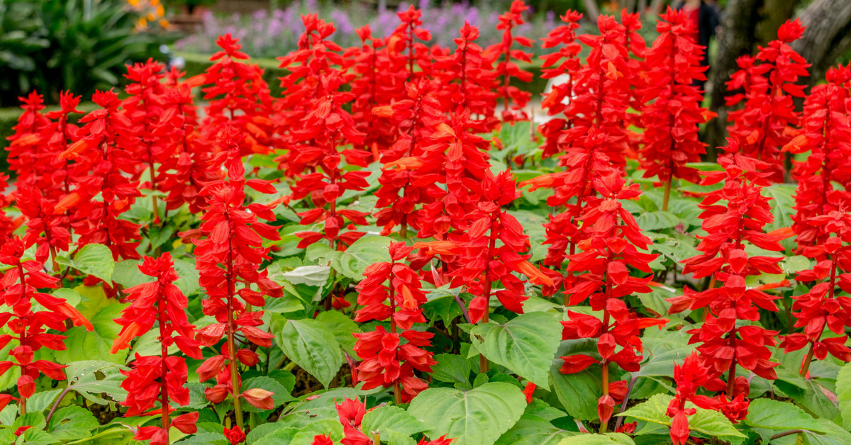 301+SCARLET SAGE Flower Seeds Wildflower Garden Container Drought Heat Cold Easy