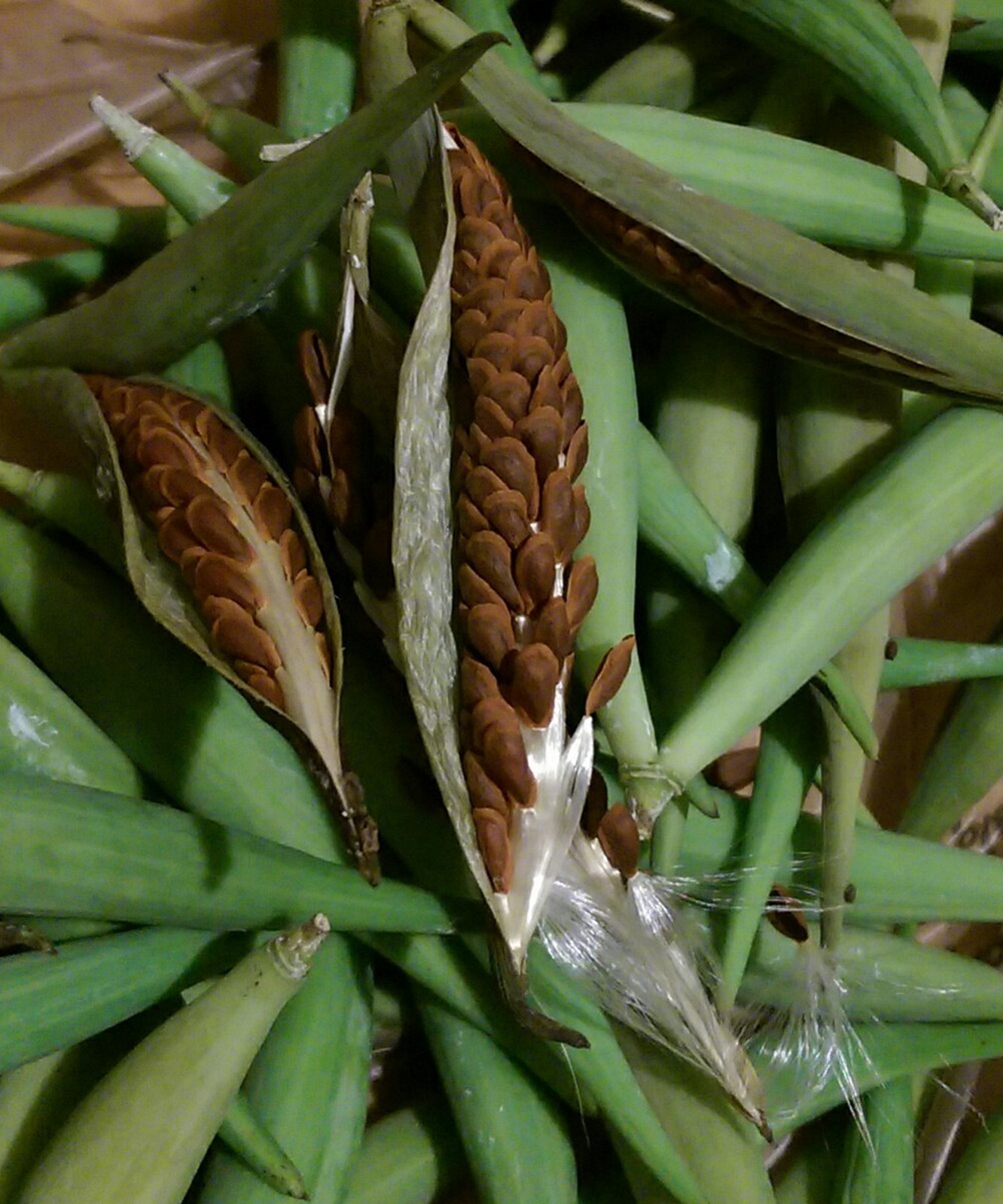 50 Seeds Yellow Asclepias tuberosa Milkweed live plants Monarch Butterflies