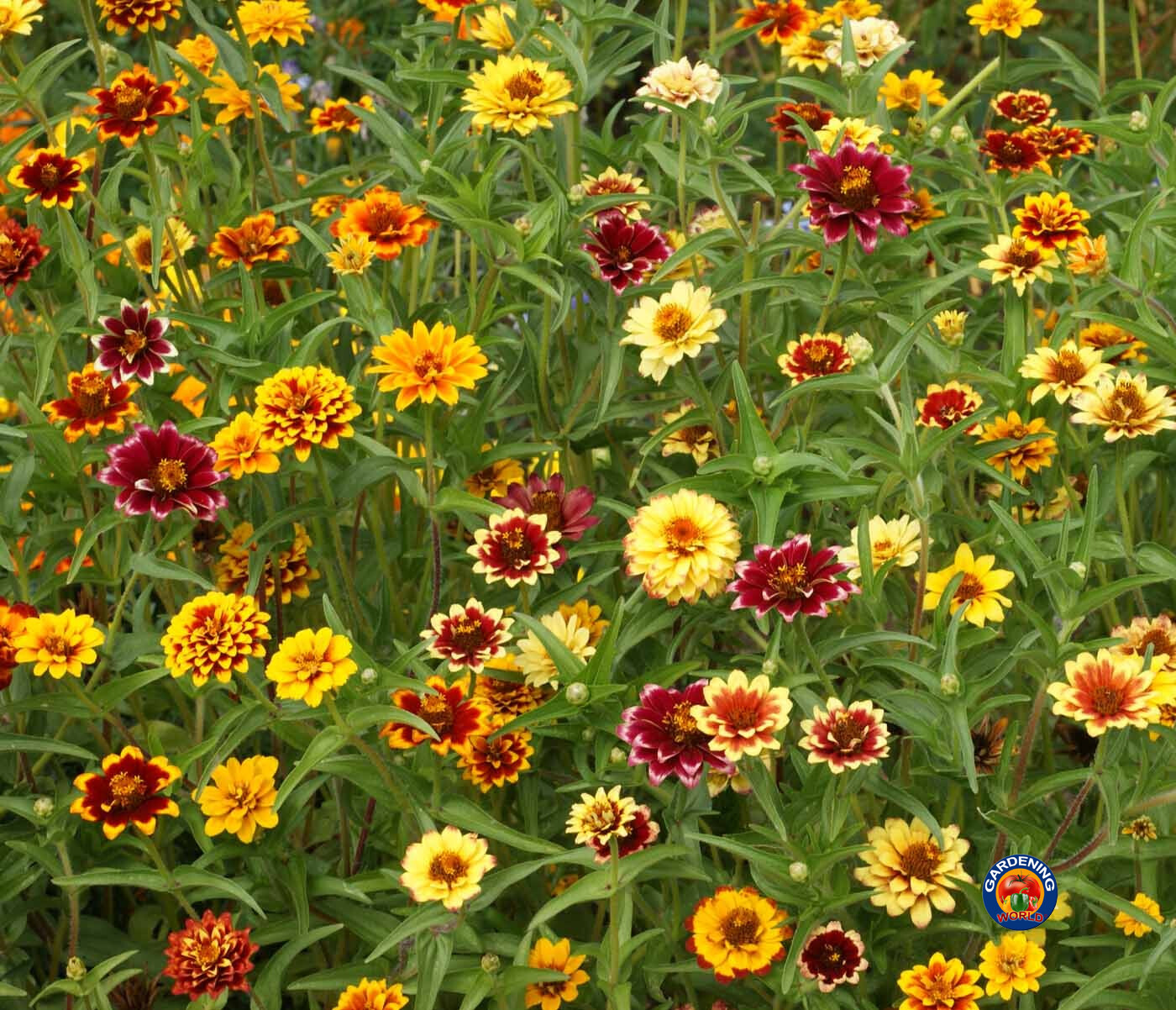 1oz Zinnia Flower Seeds Persian Carpet Mexican Haageana Mix *Approx 16,000 Seeds