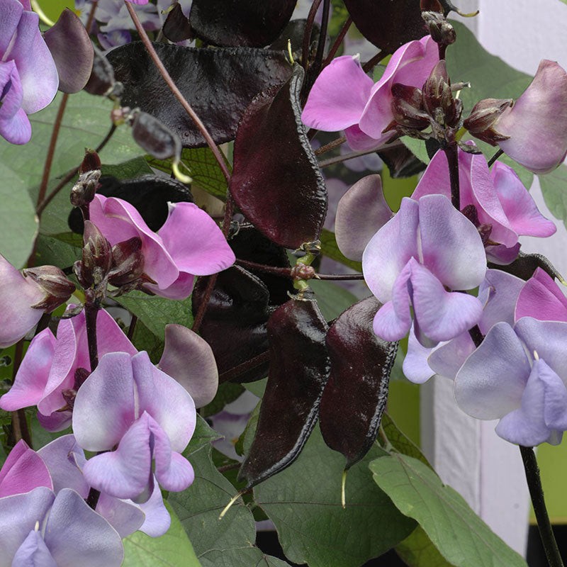 Ruby Moon hyacinth bean vine, Dolichos lablab 15 Seeds Free Shipping!