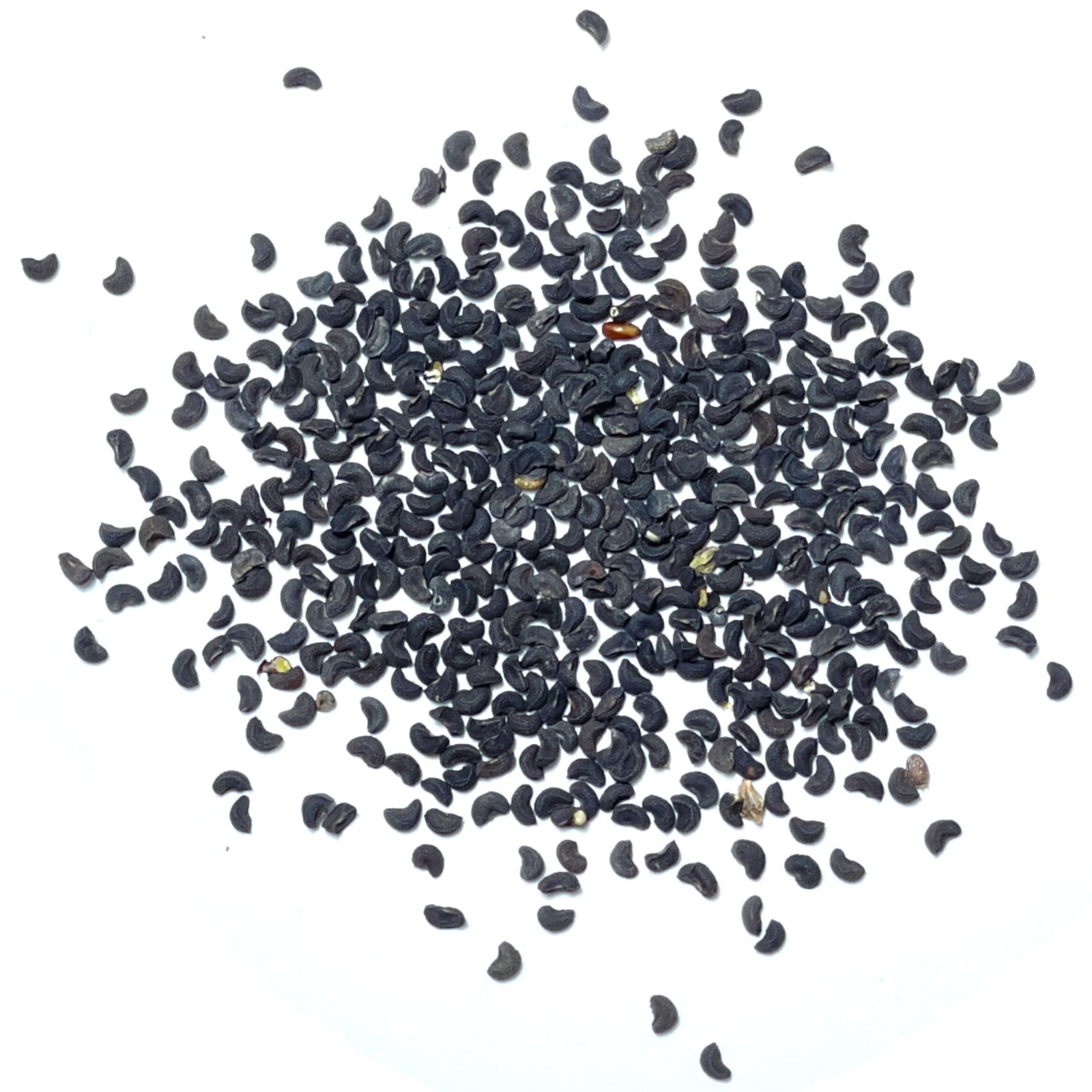 Rue Seeds NonGMO Heirloom Perennial Herb for Medicinal Garden 2 Packs