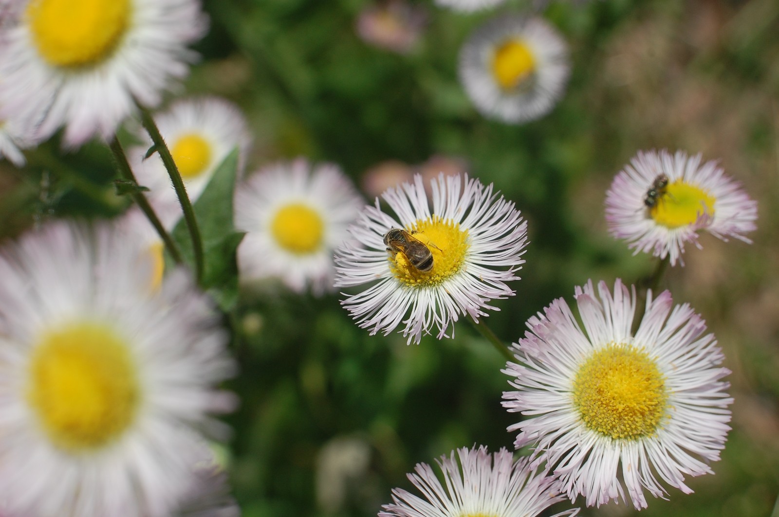 1/4 TSP + PHILADELPHIA FLEABANE DAISY SEEDS/Erigeron philadelphicus/NATIVE US