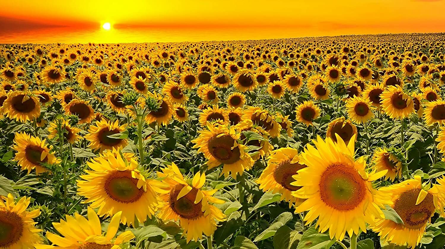 50 Grey Striped Mammoth Sunflower Seed to Plant Huge Vibrant Flowers