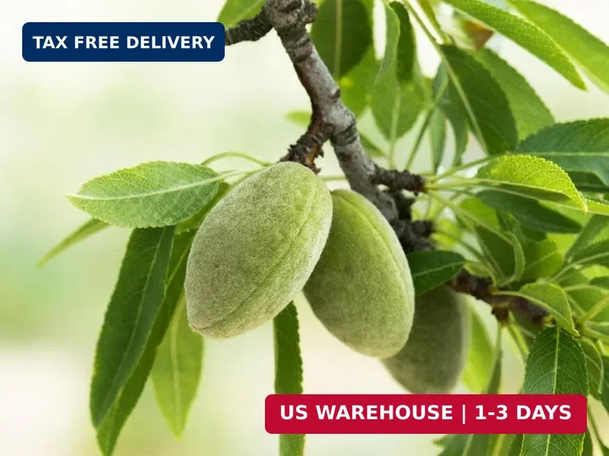 5pcs Fresh Almond Tree Seeds, Premium Heirloom Variety for Planting, Fast-Growin