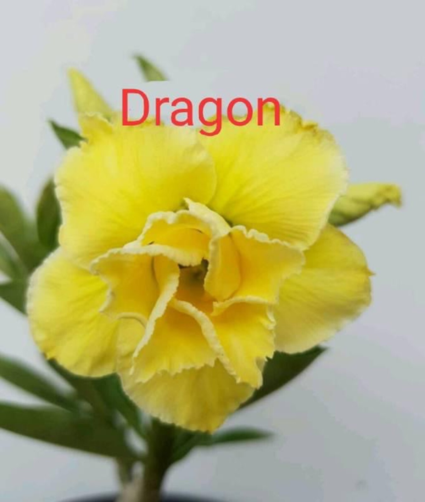 10 Dragon Desert Rose Seeds Adenium Obesum Flower Perennial Seed US SELLER