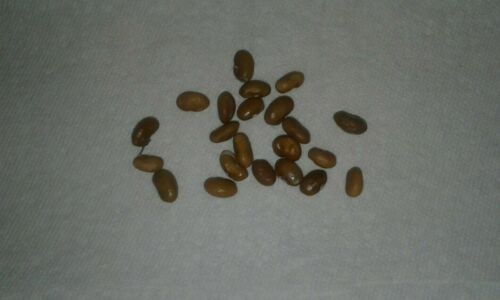 Brown Bunch Bean Seeds