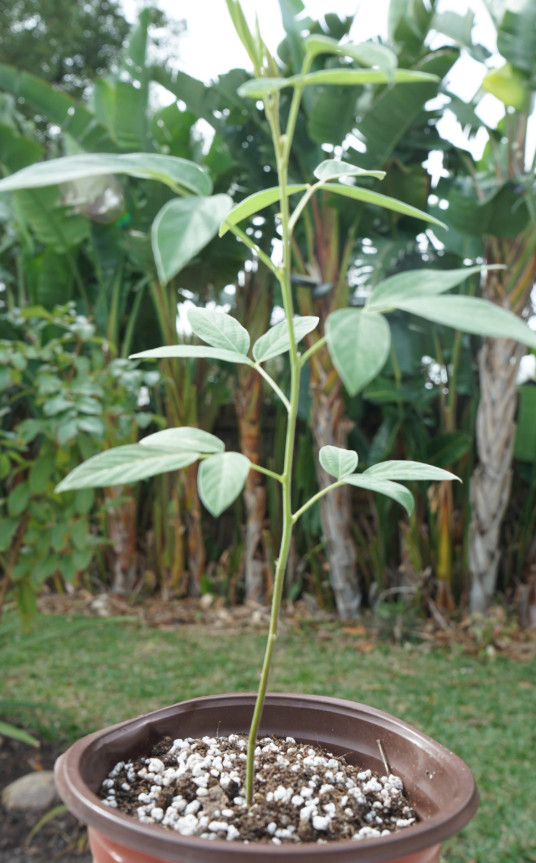 100 Gandules Seeds Combo, 25 Dwarf Lazaro, 75 commercial pigeon peas Puerto Rico