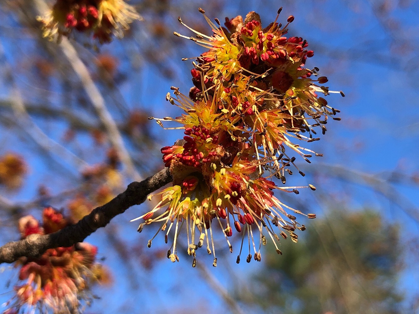 Northern Red Maple Tree | Premium Seeds | Acer rubrum ‘Fall’ | Plants’®