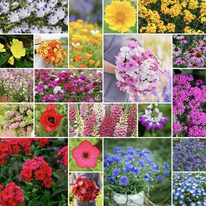 500+ Partial Shade Wildflower Seeds | Perennial, Annual Non-GMO USA FREE SHIP