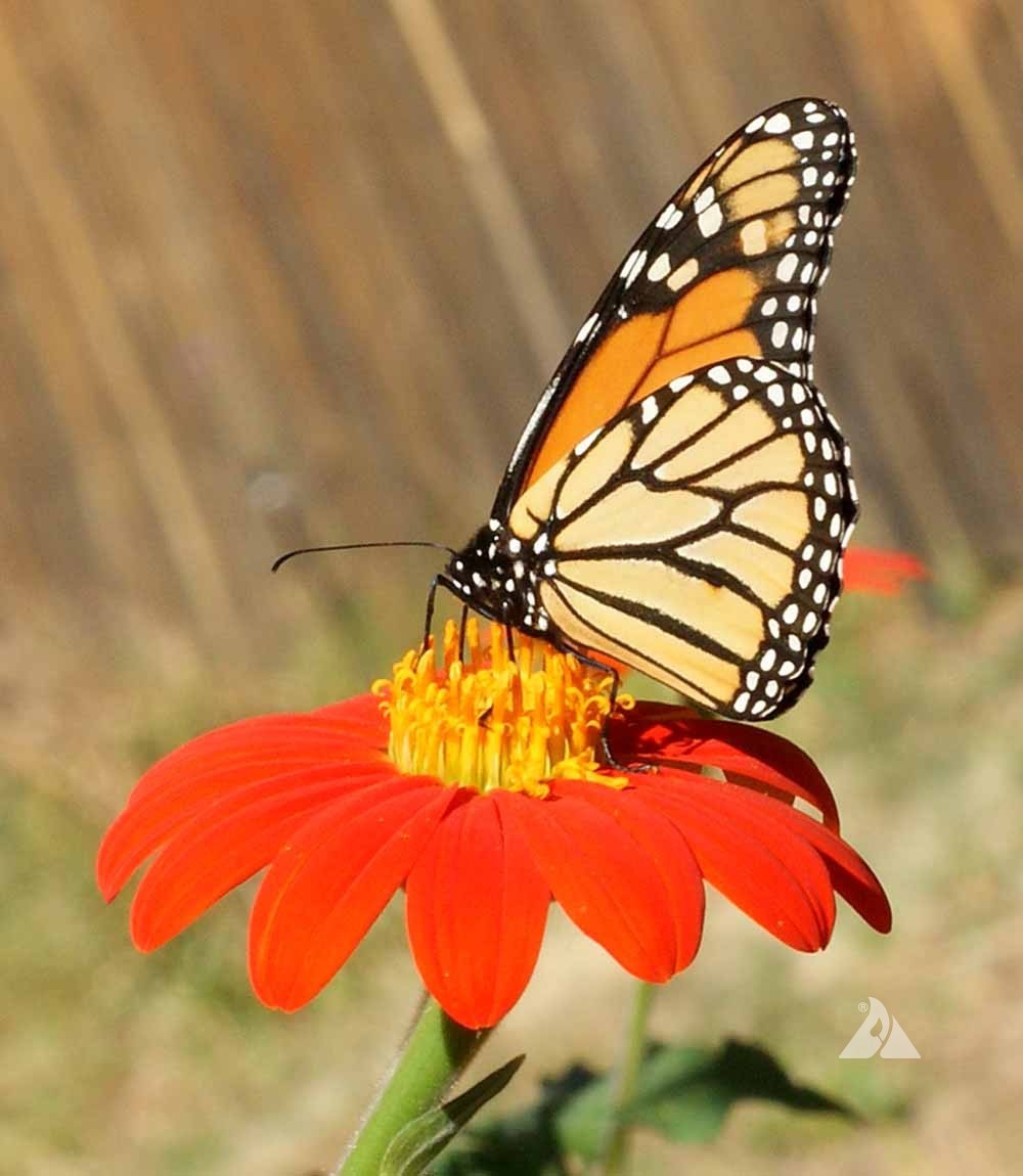 Mexican Sunflower Tithonia Rotundifolia Seeds Free Shipping!