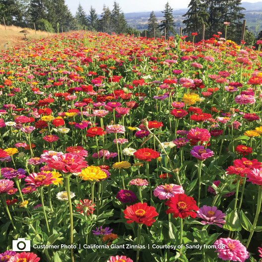 Zinnia ZINMASTER Mix 6 Heirloom Zinnias Tall & Dwarf Non-GMO 200 Seeds
