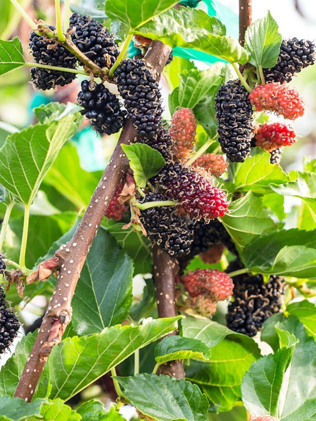 Nigra Morus Dwarf Everbearing Mulberry Live Plant Super Sweet Fruit 4″ Pot