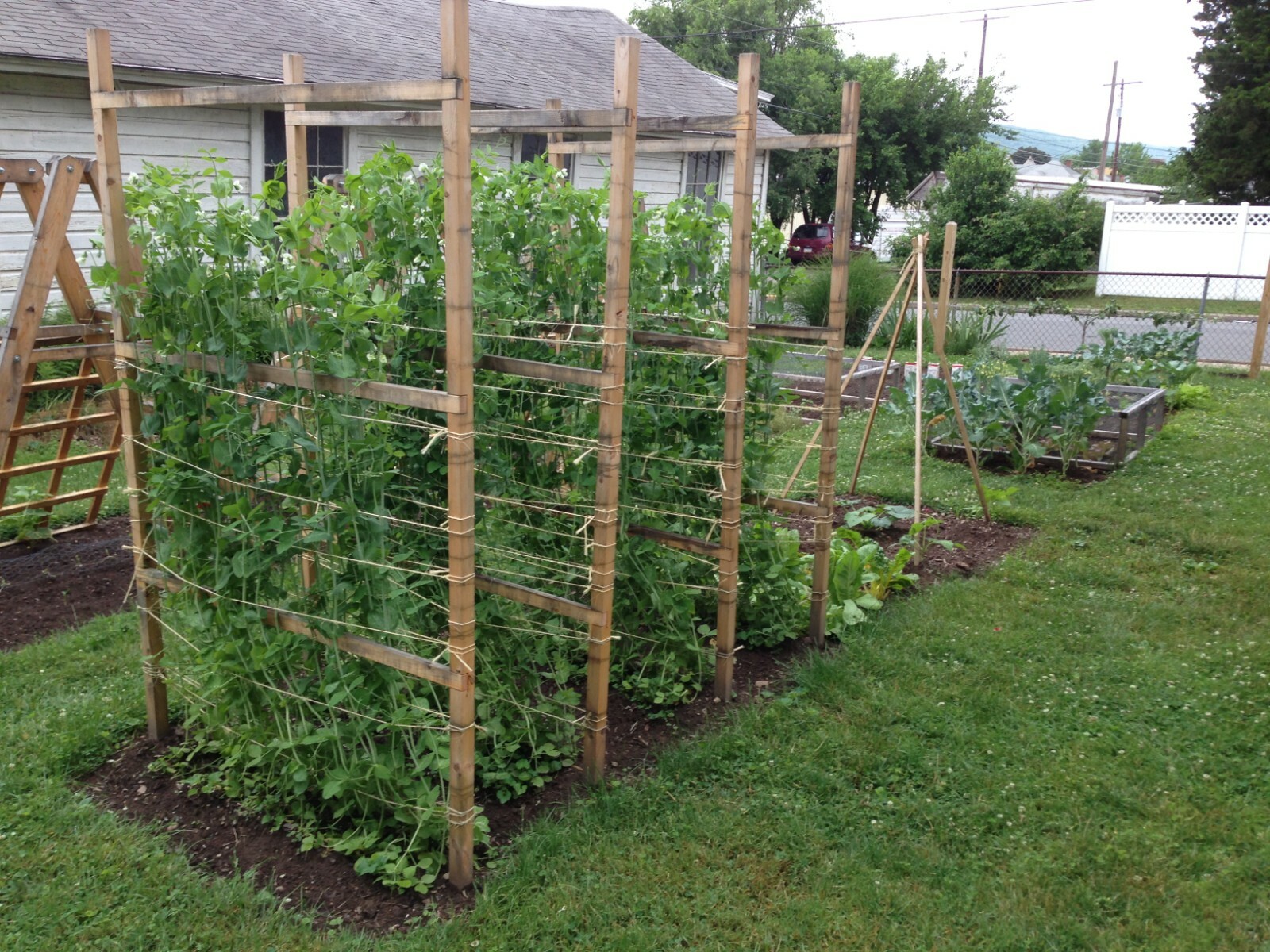 Peas – Sugar Snap – Sugar Ann, Pisum sativum