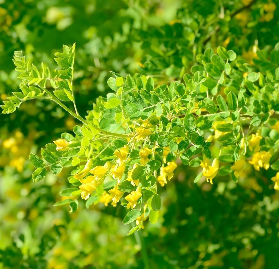 100+ Siberian Pea Tree Seeds for Planting – Caragana Arborescens Hardy Yellow Fl