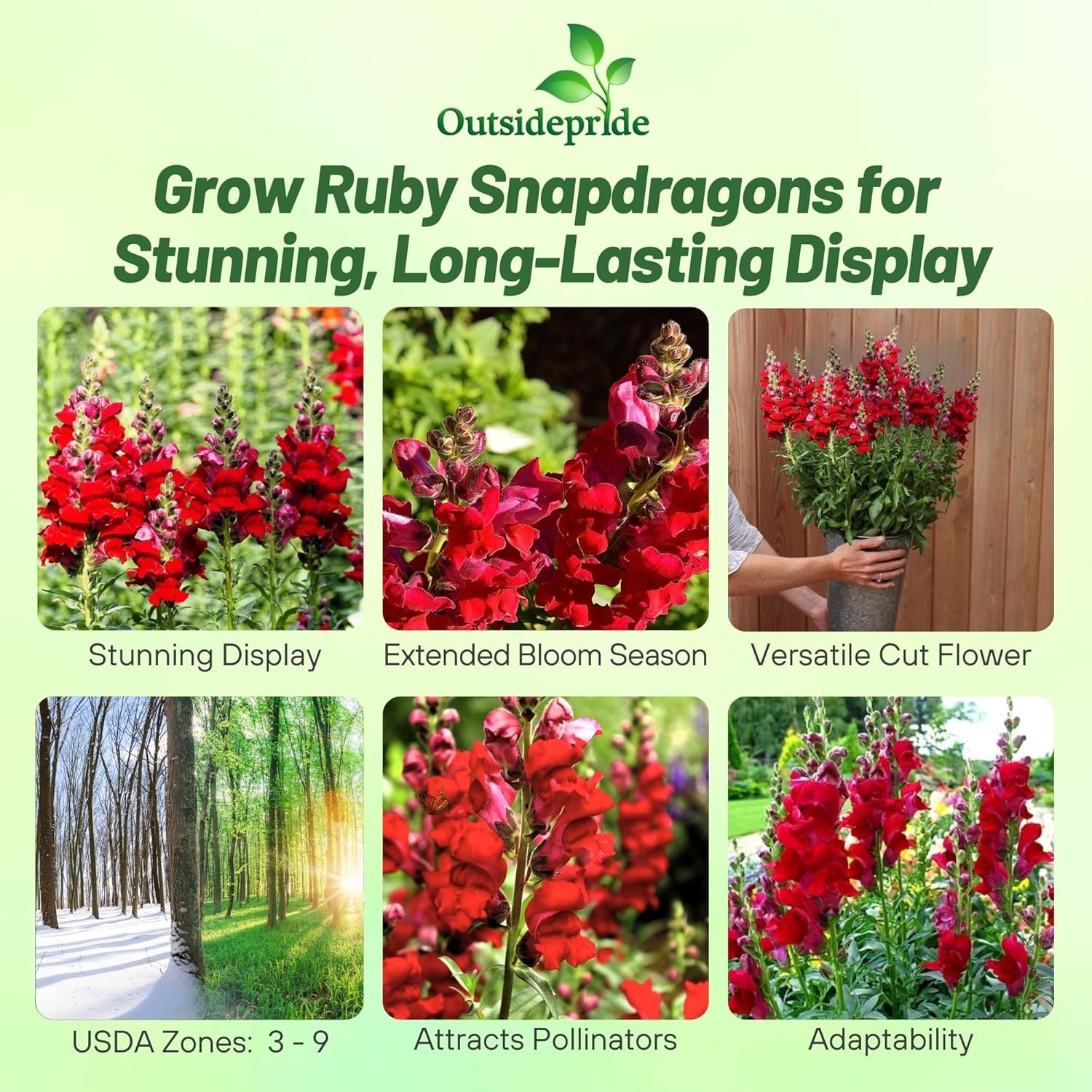 10000 Seeds Snapdragon Seed – Ruby Red Snapdragon Flower Seeds