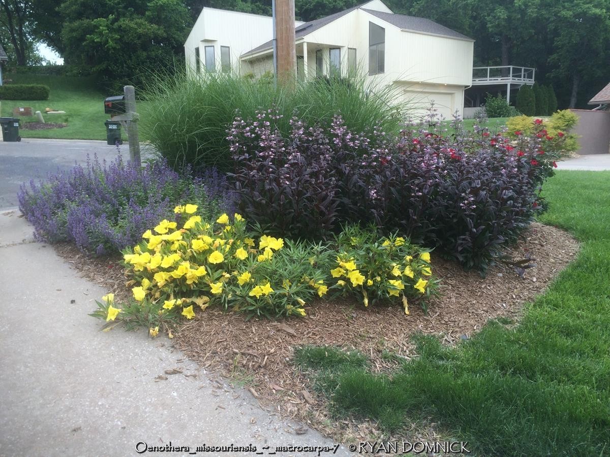 BULK SEEDS!…Oenothera missouriensis/macrocarpa..Missouri Primrose..QTY/bag=250