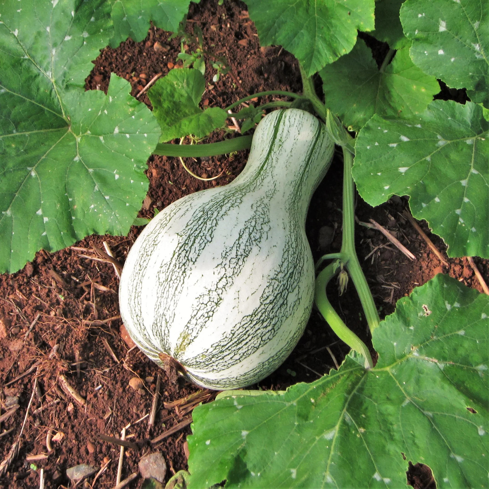 Green Striped Cushaw Squash Seeds | Silver Pumpkin Winter Vegetable Seed 2024