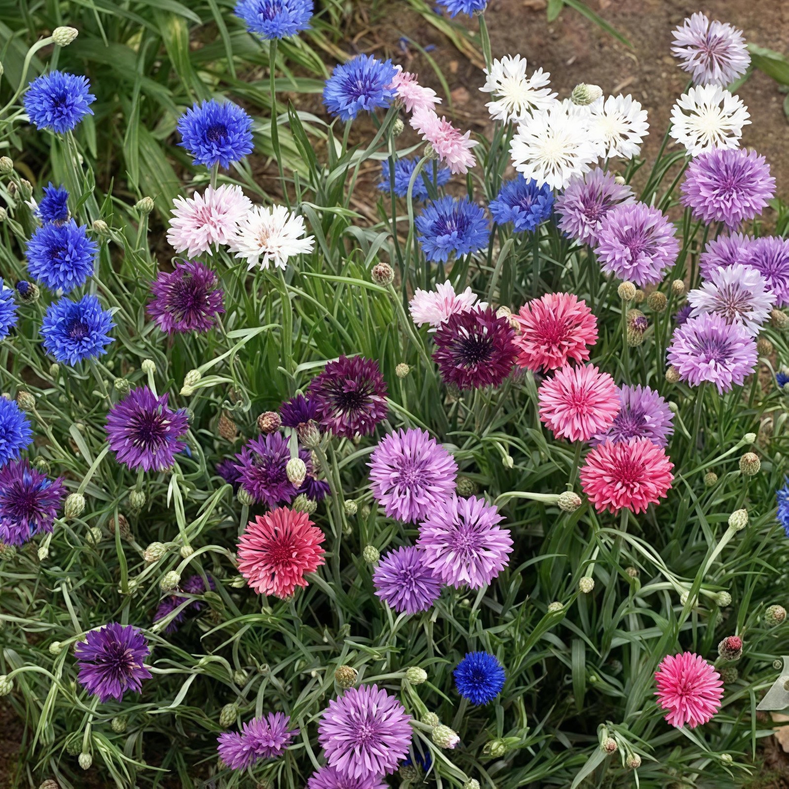 3,000 Bachelor Button Seeds for Planting – Cornflower Wildflower Seed (Centau…