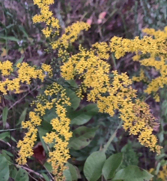 Free!Bogo! 100+ Goldenrod Seeds organic~ Native- Fresh Harvest Host Host Plant