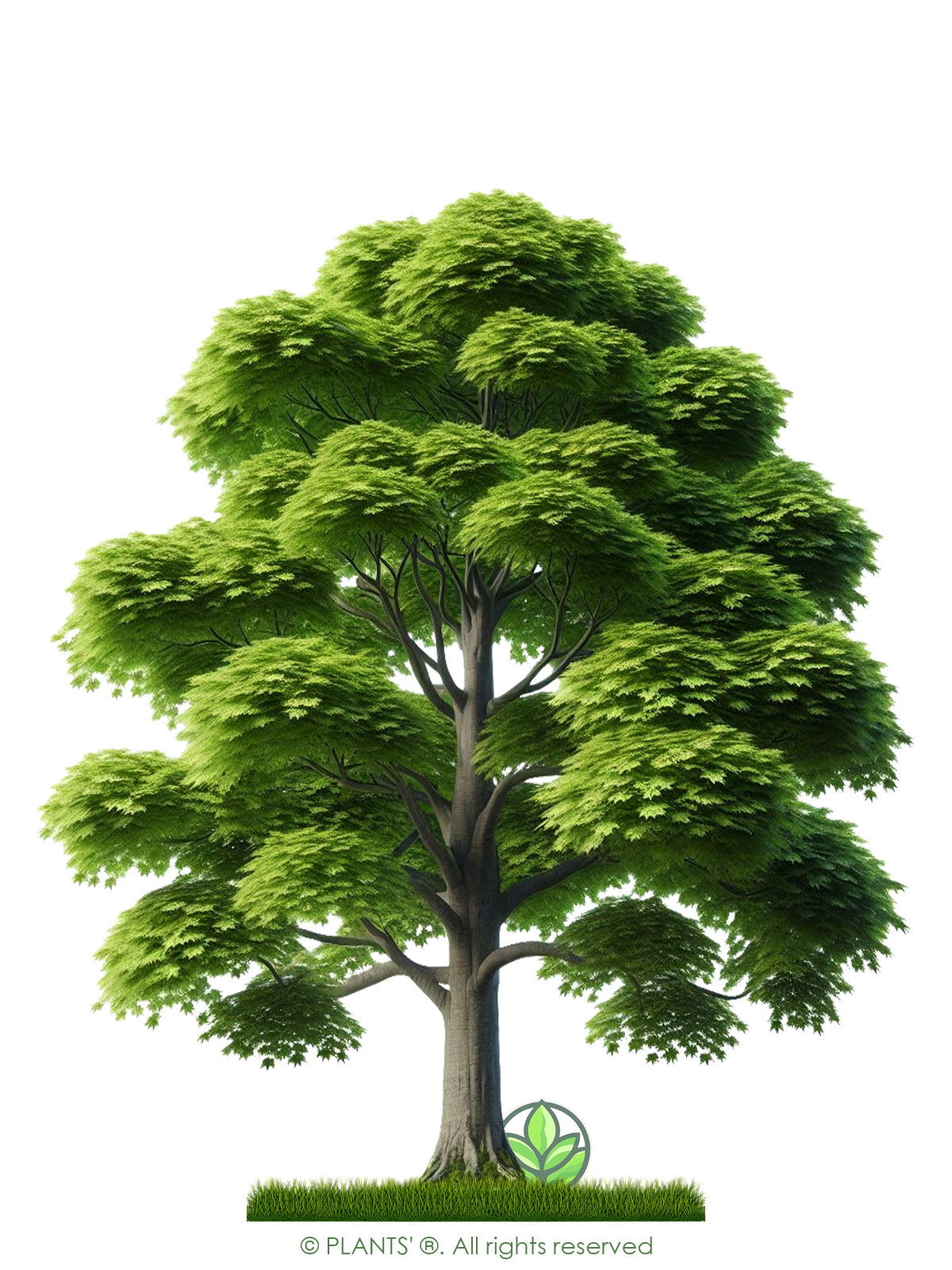 Southern Sugar Maple Tree | Premium Seeds | Acer saccharum ‘Summer’ | Plants’®