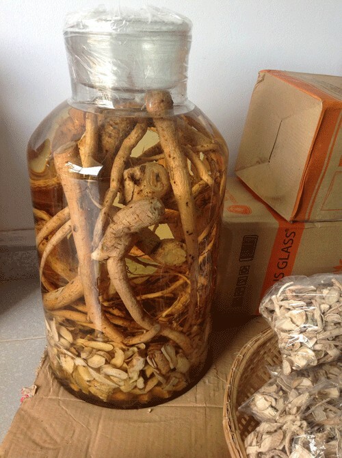 800+ Jewels of Opar / Talinum Paniculatum / Edible Herb Ginseng Seeds/ Sâm Đất