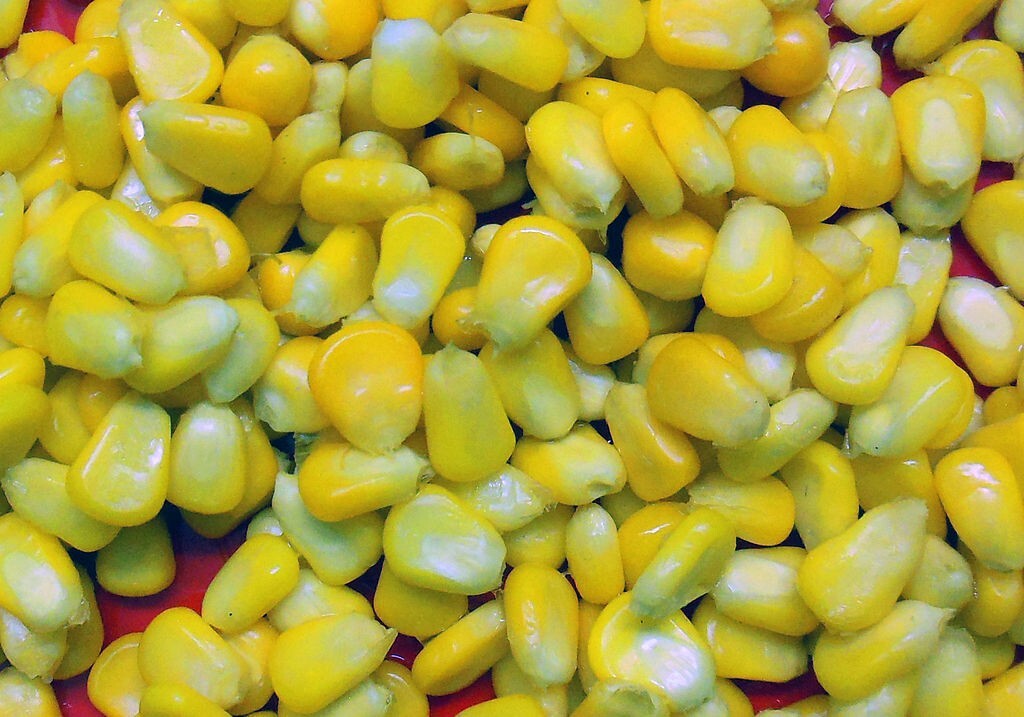 Organic Sweet Corn Seeds Heirloom NON-GMO FRESH stock Nebraska Sweet Corn USA