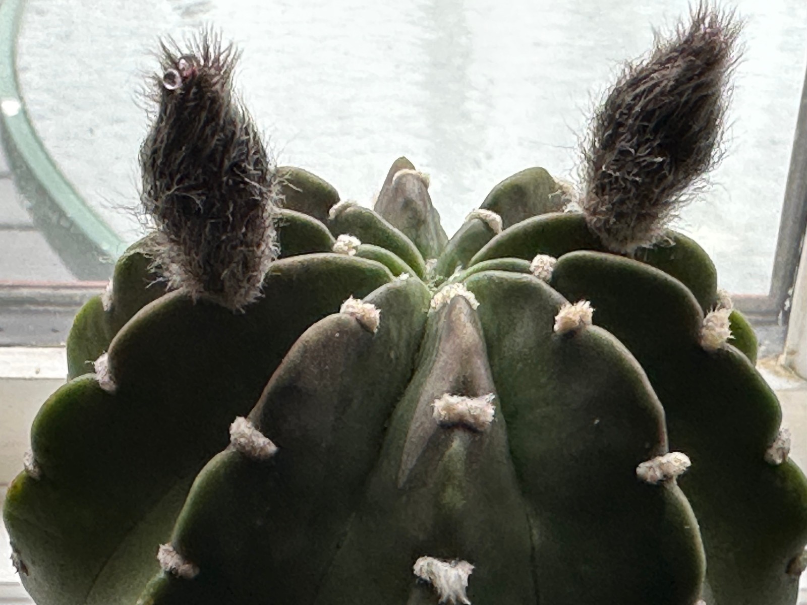 Echinopsis subdenudata Live Domino Easter Lily Cactus in 4″ pot FREE SHIPPING