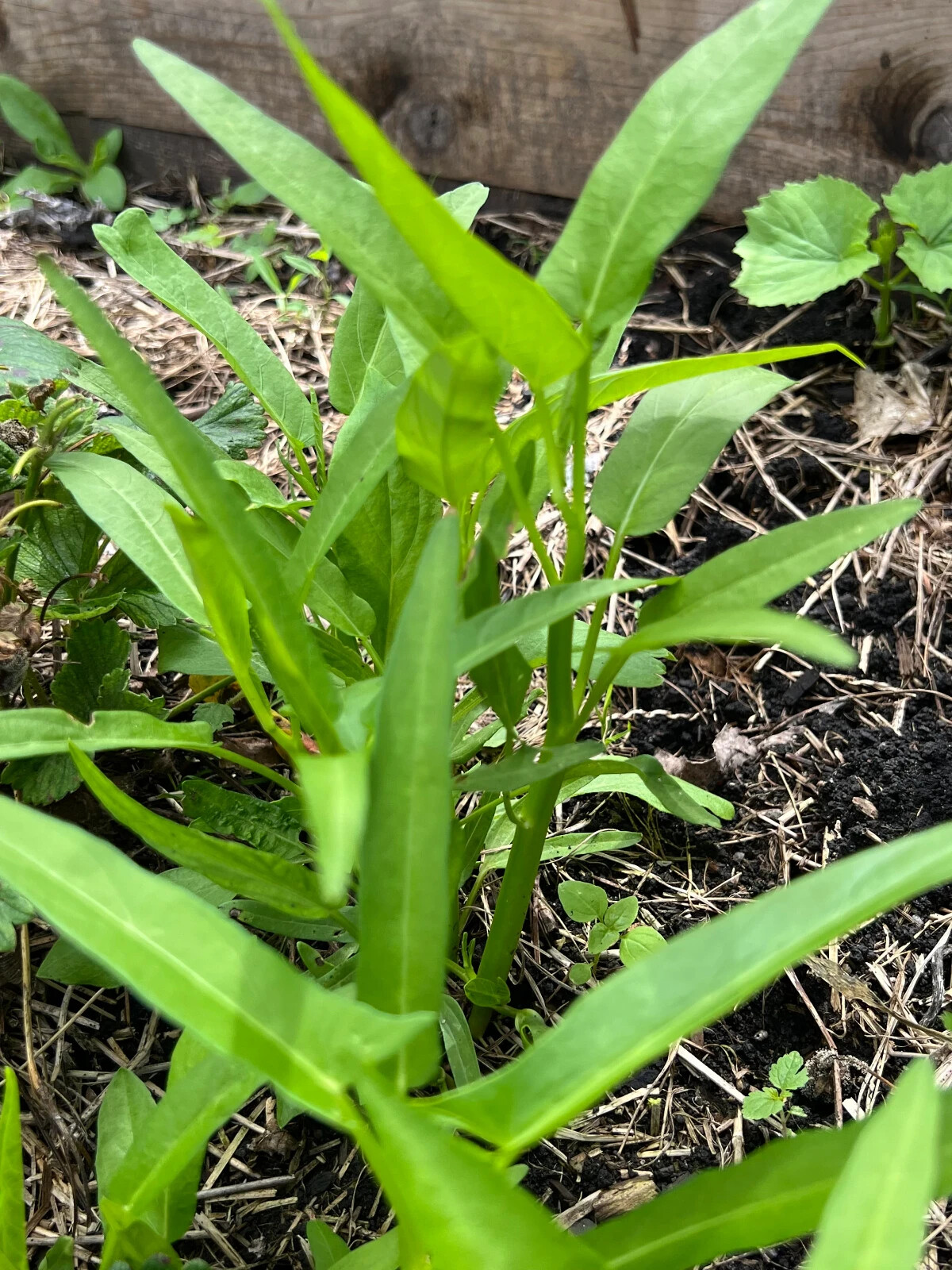 100 Water spinach seeds