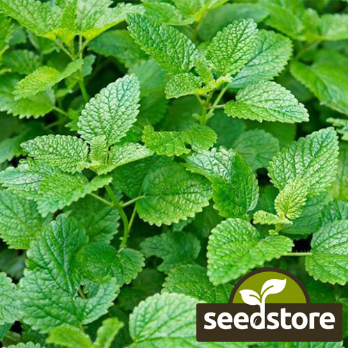 Lemon Mint Seeds | Heirloom – Non-GMO | Free Shipping | Herb Seeds | 1131
