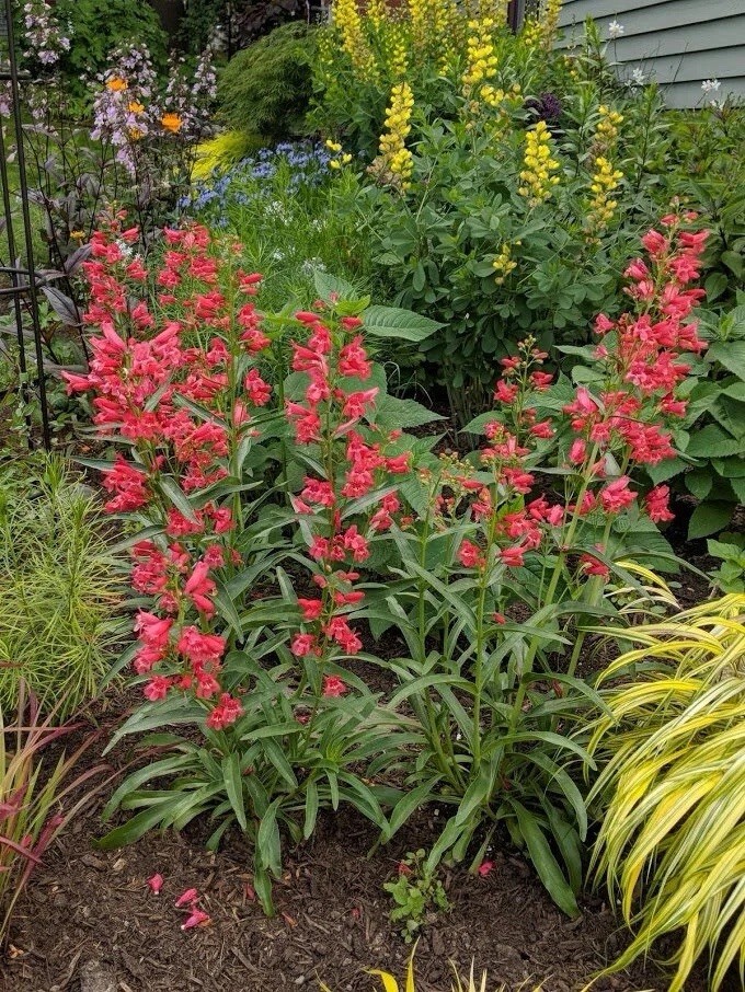 Penstemon Eatons Red Hummingbird Perennial Beardtongue 250 Seeds Non-GMO