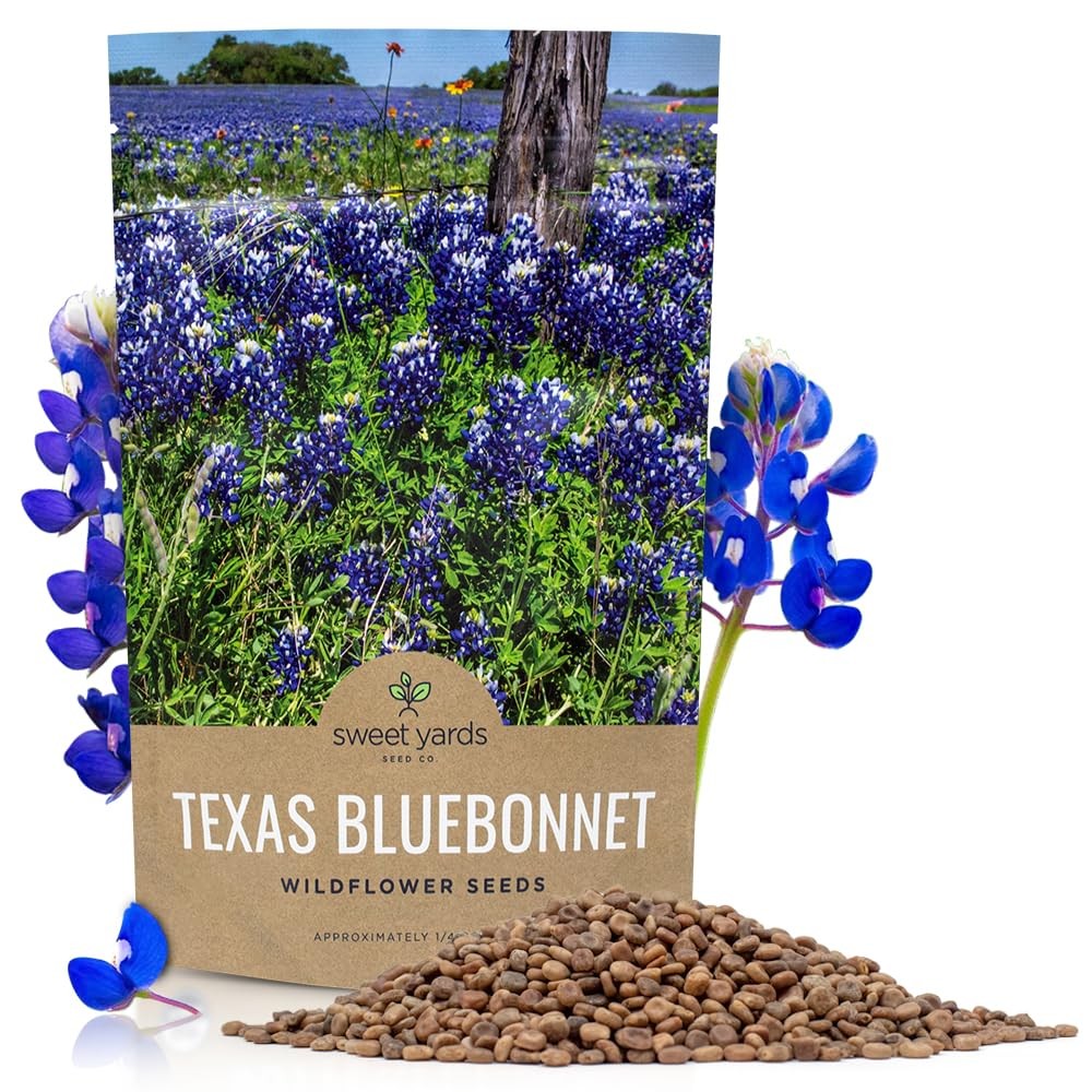 Native Wildflower Seeds Texas Bluebonnet 1/4 Pound Bag Over 4000 Seeds f