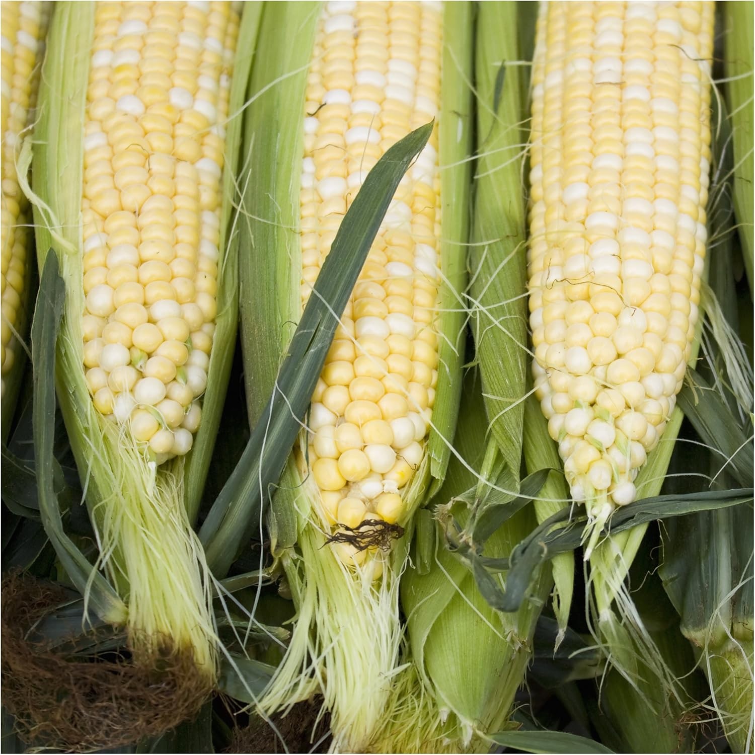 Seed Needs Peaches and Cream Sweet Corn Seeds | 230+ Non Golden,Yellow