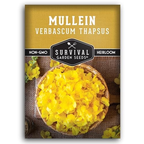 Mullein Seeds for Planting – Verbascum Thapsus Medicinal Biennial Herb with 1