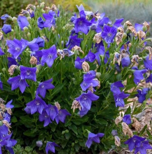Balloon Flower ‘Fuji Blue’ (Platycodon grandiflorus) 50 Seeds