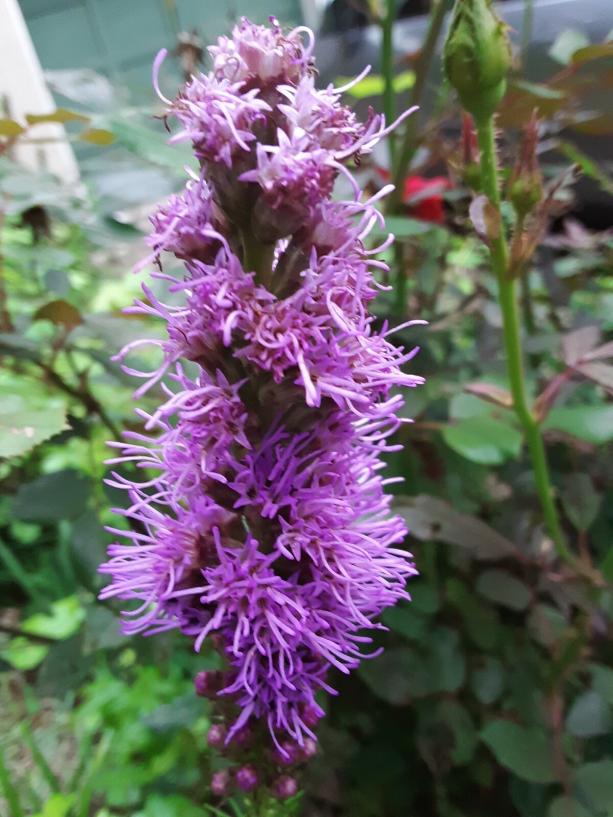 300+ Bright Purple Gayfeather/Blazing Star Flower Seeds.Perennial Native Flower.
