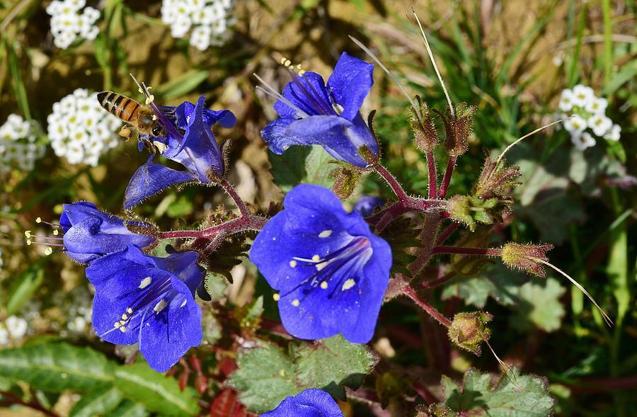 California Bluebell Campanula Seeds 1000+ Flower USA SELLER FREE SHIPPING ANNUAL