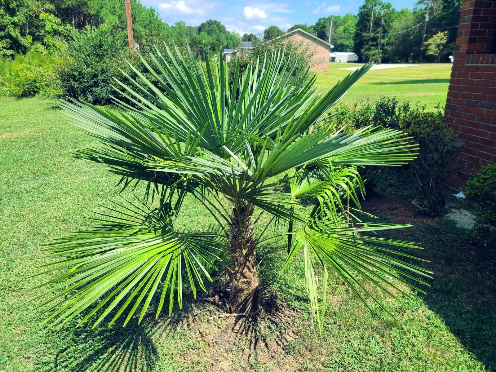 10 WINDMILL FAN PALM Tree Seeds Trachycarpus Fortunei MOST COLD HARDY Palm Plant