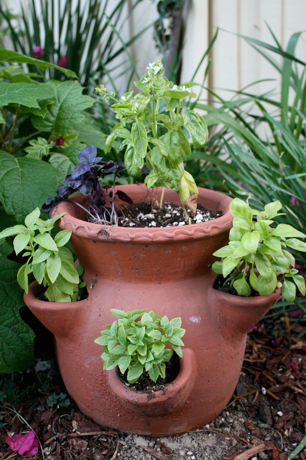 ITALIAN LARGE LEAF BASIL SEEDS * TRADITIONAL * 100 COUNT PKT. * 24 INCH TALL *